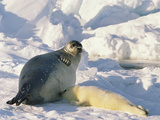 Harp Seal (Phoca Groenlandica) Mother Nursing Pup, Marine Eastern North America Photographic Print by Gerry Ellis
