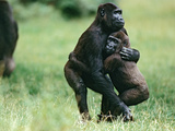 Western Lowland Gorilla (Gorilla Gorilla Gorilla) Pair Embracing, Central Africa Photographic Print by Konrad Wothe