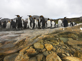 Molting King Penguins Stand in an Antarctic Stream Photographie par Paul Nicklen