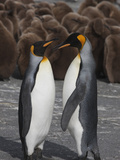 Courting Adult King Penguins Among Chicks Photographie par Paul Nicklen
