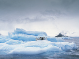 Adelie Penguin (Pygoscelis Adeliae) Group on Iceberg, Antarctic Peninsula Lámina fotográfica por Gerry Ellis