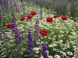 Meadow with Flowers Including Delphinium, Red Poppies and Daisies, Hungary Photographic Print by Konrad Wothe