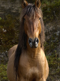 Wild Horse (Equus Caballus) in Open Grassland, Andes Mountains, Ecuador Photographic Print by Pete Oxford