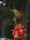 A Giant Forest Honeyeater, Gymnomyza Viridis, on Introduced Ginger Photographic Print by Tim Laman