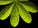 Close Up of a Cluster of Leaves Photographic Print by Joe Petersburger