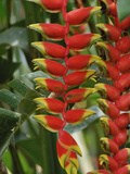 Hanging Heliconia (Heliconia Rostrata) Blooming in Rainforest, Peru to Belize Photographic Print by Gerry Ellis