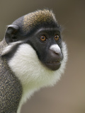 Lesser White-Nosed Monkey or Lesser Spot-Nosed Guenon (Cercopithecus Petaurista) Photographic Print by Cyril Ruoso