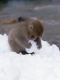 Japanese Macaque or Snow Monkey (Macaca Fuscata) Baby Playing with Snowball, Japan Photographic Print by Konrad Wothe