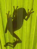 Chachi Tree Frog (Hyla Picturata) Silhouette, Choco Rainforest, Ecuador Photographic Print by Pete Oxford