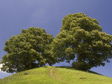 Path Up a Hill Leading Between Two Trees Photographic Print by Joe Petersburger
