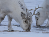 Two Reindeer Foraging Along Svalbard's Rocky Terrain Valokuvavedos tekijänä Paul Nicklen