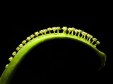 Close Up of a Plant Stem and Multiple Blossoms Photographic Print by Joe Petersburger