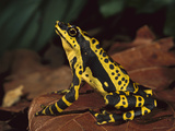 Harlequin Frog (Atelopus Varius) on Forest Floor, Amazon, Southeast Ecuador Photographic Print by Pete Oxford