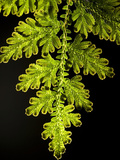 Detail of a Branch of Spikemoss, Selaginella Species Photographic Print by Joe Petersburger