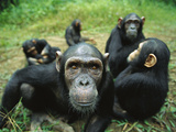 Chimpanzee (Pan Troglodytes) Female Looking into the Camera Curiously Photographic Print by Cyril Ruoso