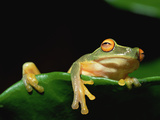 Orange-Eyed Tree Frog (Litoria Sp) Hanging over Edge of Leaf, Papua New Guinea Photographic Print by Gerry Ellis