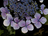 Close Up of Blue Hydrangea Flowers Photographic Print by Joe Petersburger