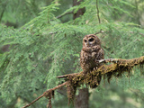 Northern Spotted Owl (Strix Occidentalis Caphus) Perching on Branch in Forest Photographic Print by Gerry Ellis