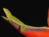 Neotropical Green Anole (Anolis Biporcatus) Female on Heliconia, Choco Rainforest, Ecuador Photographic Print by Pete Oxford