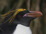 A Macaroni Penguin at Cooper Bay Valokuvavedos tekijänä Paul Nicklen
