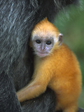 Crested Langur (Semnopithecus Cristatus) Baby Clinging to its Mother Photographic Print by Cyril Ruoso