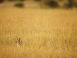 Thomson's Gazelle (Gazella Thomsoni) Hiding in Tall Grass, Masai Mara National Reserve, Kenya Photographic Print by Gerry Ellis
