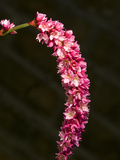 Close Up of a Spike of Pink Flowers Photographic Print by Joe Petersburger