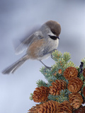 Boreal Chickadee (Parus Cinctus) Perching on a Tree, Alaska Photographie par Michael S. Quinton