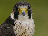 Peregrine Falcon (Falco Peregrinus), Ecuador Photographic Print by Pete Oxford