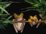 Chachi Tree Frog (Hyla Picturata) Pair, Cotacachi-Cayapas Reserve, Ecuador Photographic Print by Pete Oxford