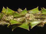 Treehopper (Umbonia Sp.) Adults and Nymphs, Mindo Cloud Forest, Ecuador Photographic Print by Pete Oxford
