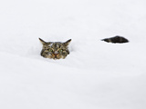 Domestic Cat (Felis Catus) in Deep Snow, Germany Photographie par Konrad Wothe