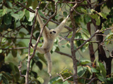 White-Handed Gibbon (Hylobates Lar) Hanging, Northern Thailand Photographic Print by Gerry Ellis