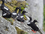 Pigeon Guillemot (Cepphus Columba) Group, Alaska Lámina fotográfica por Konrad Wothe Pigeon Guillemot (Cepphus Columba) Group, Alaska Lámina fotográfica por Konrad Wothe