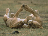 African Lion (Panthera Leo) Two Cubs Playing, Serengeti National Park, Tanzania Fotografie-Druck von Gerry Ellis