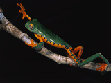Splendid Leaf Frog (Agalychnis Calcarifer) Climbing on Plant Stem, Ecuador Photographic Print by Pete Oxford