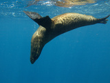 Galapagos Sea Lion (Zalophus Wollebaeki) Swimming Underwater, Gardner Bay, Galapagos Photographic Print by Pete Oxford