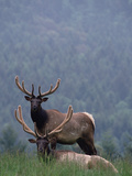 Elk or Wapiti (Cervus Elaphus) Pair, One Resting in Grass with the Other Standing Behind Lámina fotográfica por Gerry Ellis