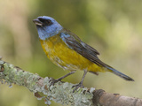 Blue and Yellow Tanager (Thraupis Bonariensis) on Lichen-Covered Branch, Andes, Ecuador Photographic Print by Pete Oxford