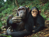 Chimpanzee (Pan Troglodytes) Adult Female with Orphan Baby She Has Adopted, Gabon Photographic Print by Cyril Ruoso