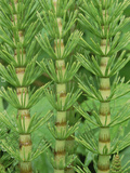 Common Horsetail (Equisetum Arvense) Pacific Coast, North America Photographic Print by Gerry Ellis