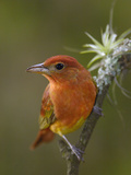 Summer Tanager (Piranga Rubra) Male Perching Beside Small Bromeliad, Andes, Ecuador Photographic Print by Pete Oxford