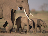 African Elephant (Loxodonta Africana) and Calves, Amboseli National Park, Kenya Photographic Print by Gerry Ellis