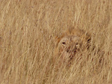 Lion (Panthera Leo) Young Male Camouflaged in Tall Grass, Masai Mara National Reserve, Kenya Photographic Print by Gerry Ellis
