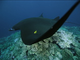 A Manta Ray and Golden Trevally Swimming over a Hard Coral Reef Photographic Print by Tim Laman