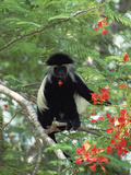 Angolan Colobus or Angolan Black and White Colobus (Colobus Angolensis), Kenya Photographic Print by Konrad Wothe