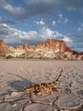 Moloch or Thorny Devil (Moloch Horridus) Crossing Cracked Mud, Australia Photographic Print by Gerry Ellis