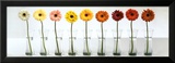 Gerbera Spectrum Posters