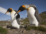 A Pair of Courting King Penguins Photographie par Paul Nicklen
