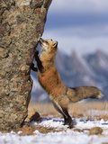 Red Fox (Vulpes Vulpes) Smelling Rock, North America Fotografiskt tryck av Konrad Wothe Red Fox (Vulpes Vulpes) Smelling Rock, North America Fotografiskt tryck av Konrad Wothe
